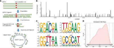 Identification and Characterization of BmNPV m6A Sites and Their Possible Roles During Viral Infection